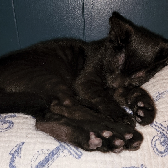 Save the kittens! - Picture 6 of 9